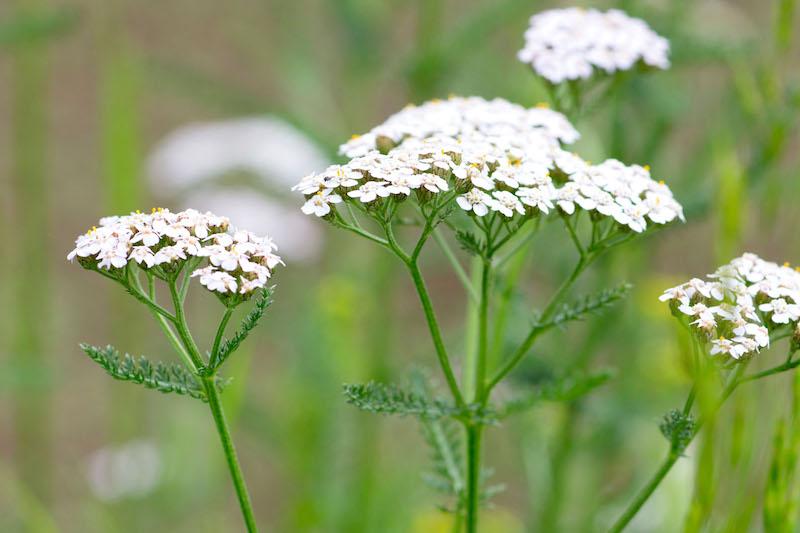 Yarrow - 1 oz - Christopher's Herb Shop