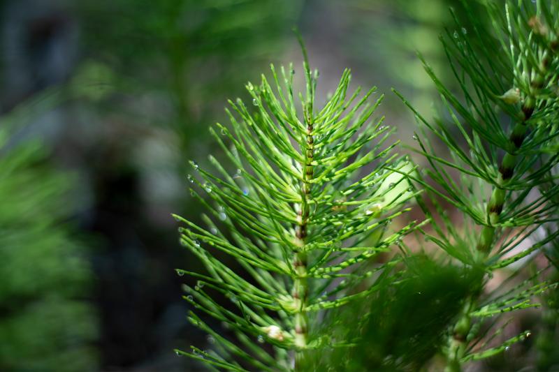 Herb Pharm® Horsetail - 1 oz - Christopher's Herb Shop